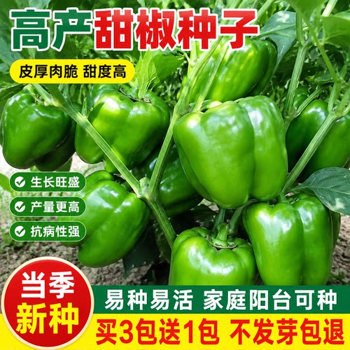 特大甜椒种子高产青椒种籽灯笼椒四季播阳台盆栽农家庭院辣椒种子