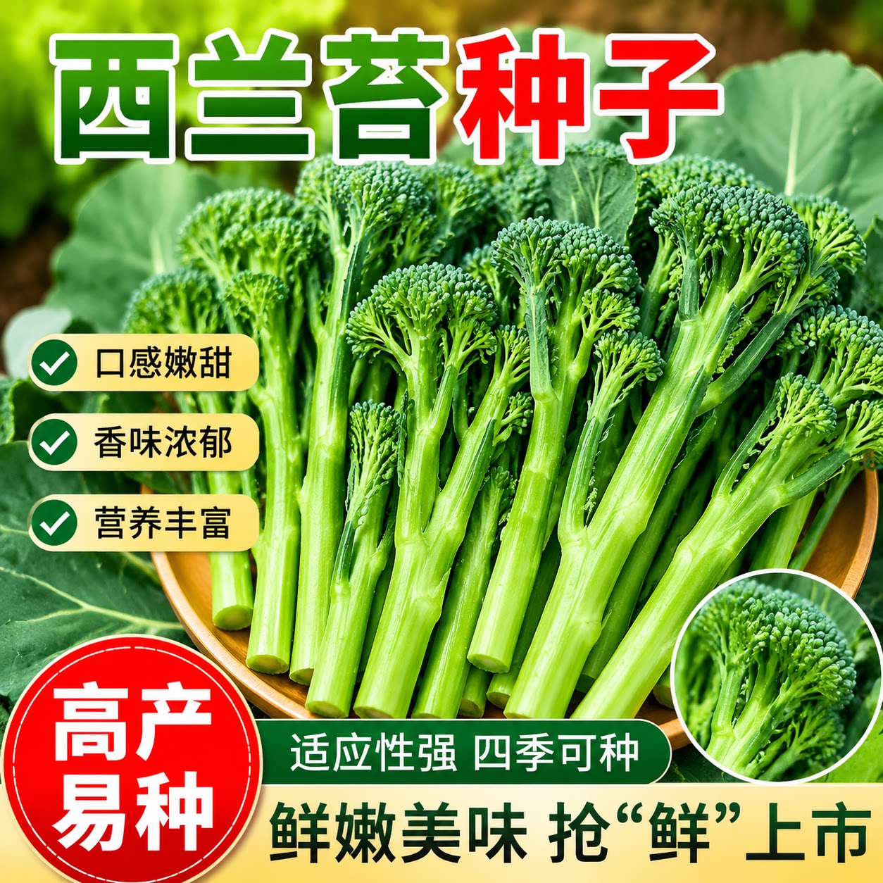 西兰苔菜种子西洋芥兰种籽芥蓝菜苔四季阳台盆栽西兰蓝花蔬菜孑