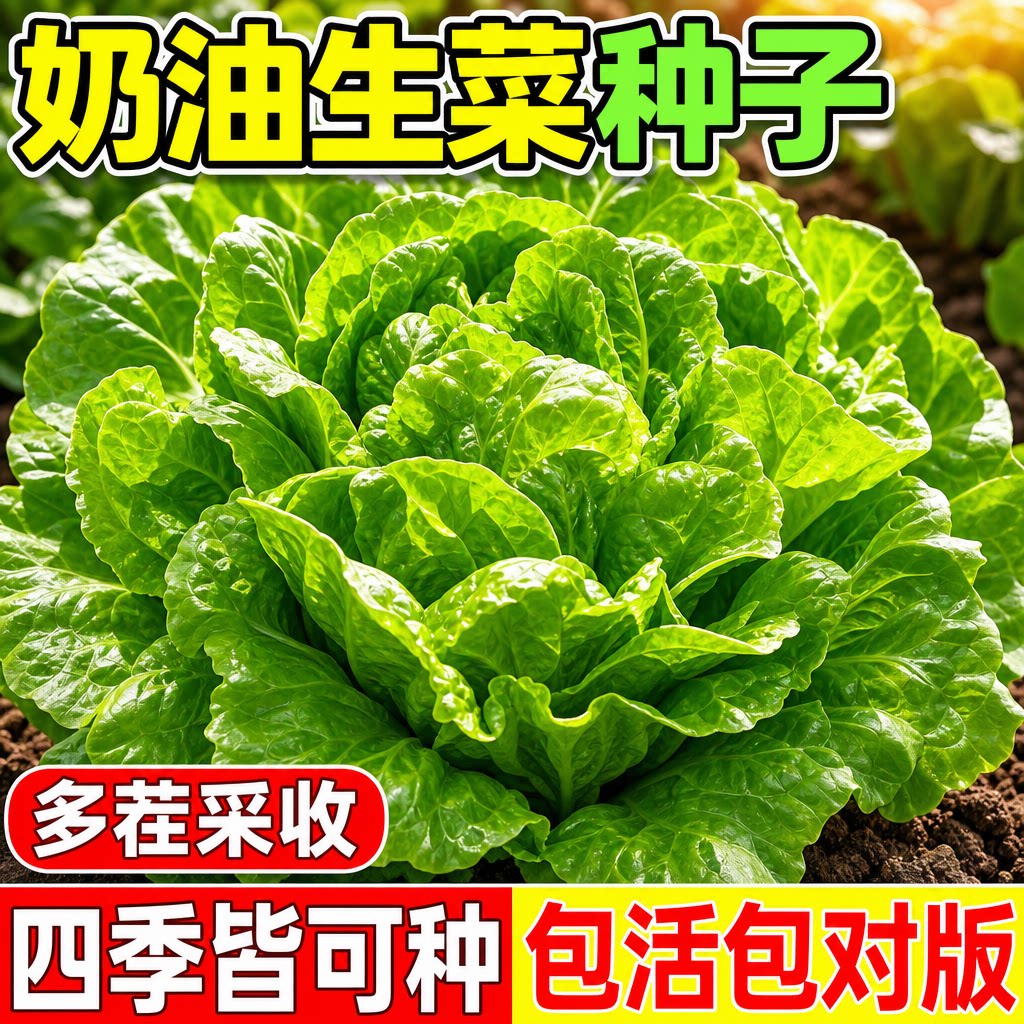 四季奶油生菜种子玻璃生菜意大利生菜种籽耐热耐寒阳台盆栽蔬菜孑