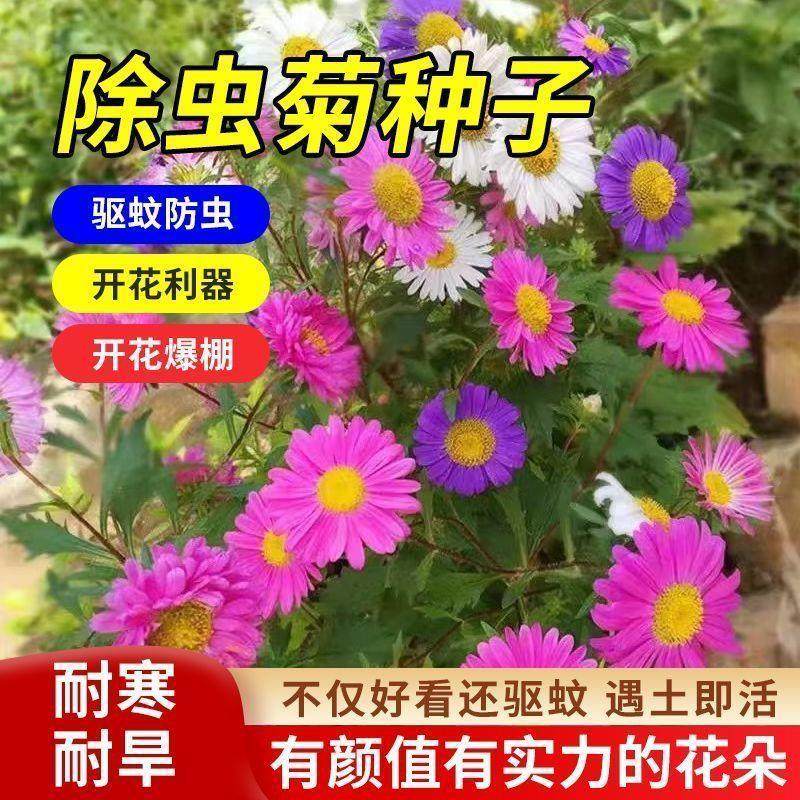 除虫菊花种籽子四季播种开花孑子易活多年生花驱蚊阳台盆栽室内外