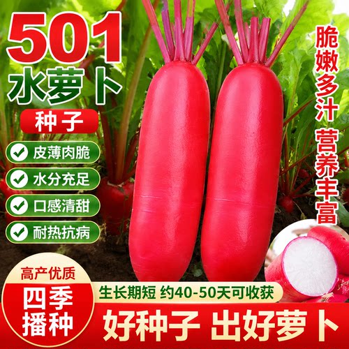 老不糠501水萝卜种子蔬菜种孑春秋季种庭院水果红皮水萝卜种籽