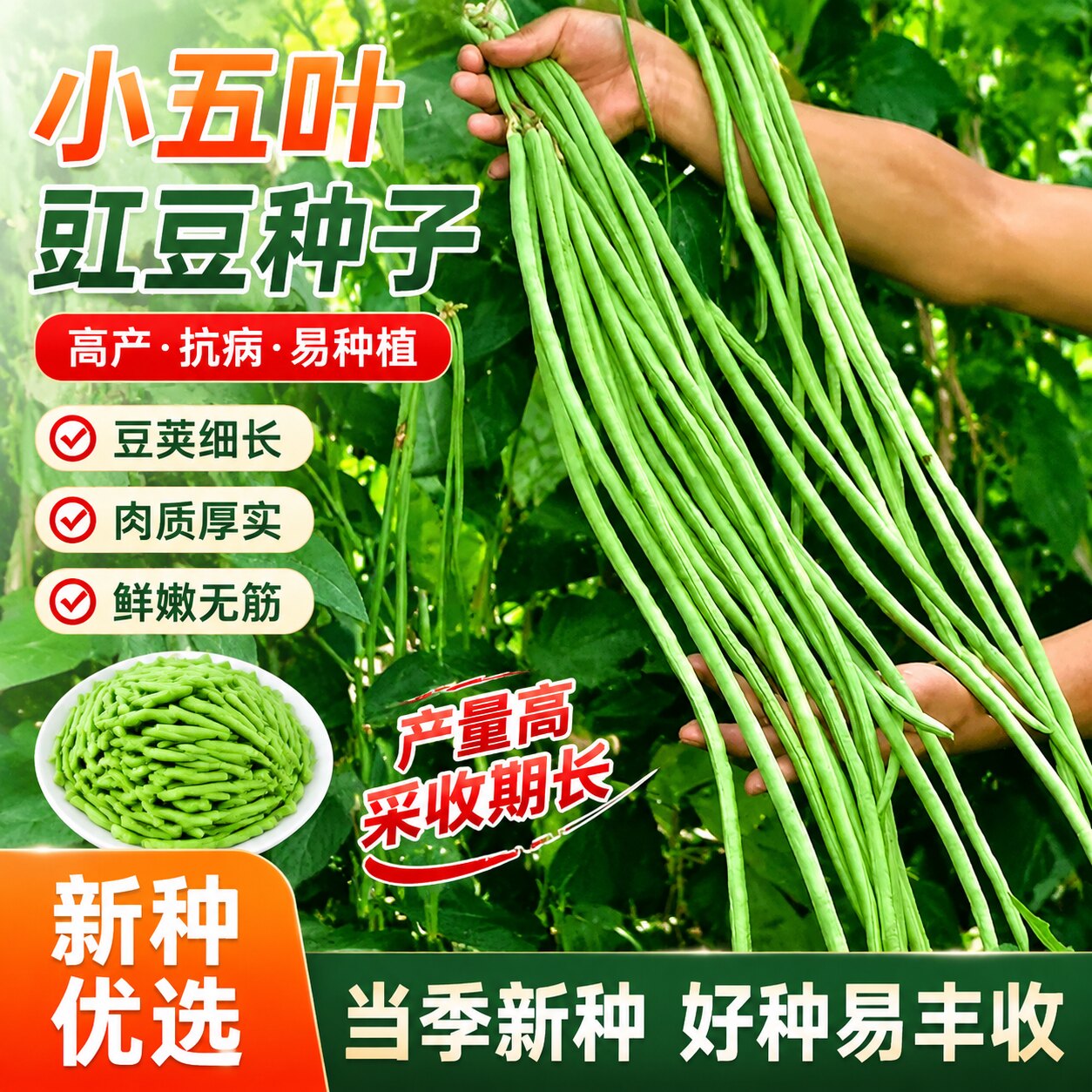 正品小五叶干枝梅长豆角种子高产特长耐旱早熟四季种植小叶豆角种 - 实物图