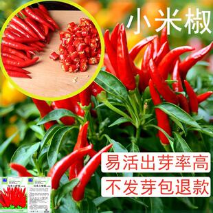 小米椒种子朝天椒种籽高产阳台盆栽辣椒种子四季播种甜椒蔬菜种