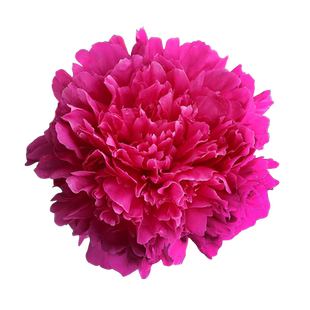 观赏芍药花苗荷兰进口根块多年生正宗重瓣大花卉绿植庭院盆栽花根