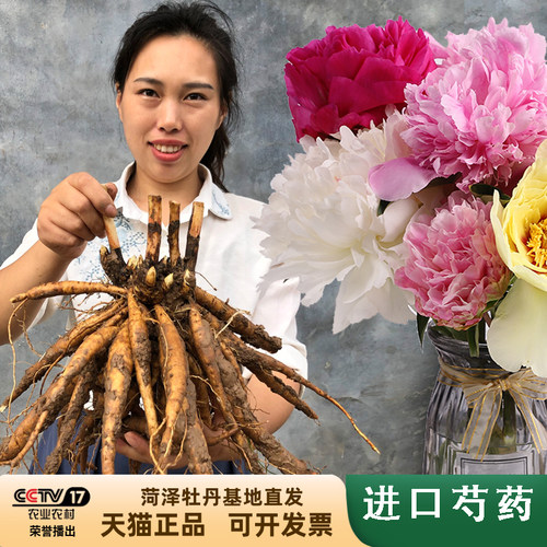 益美恩观赏芍药草本庭院盆栽春季