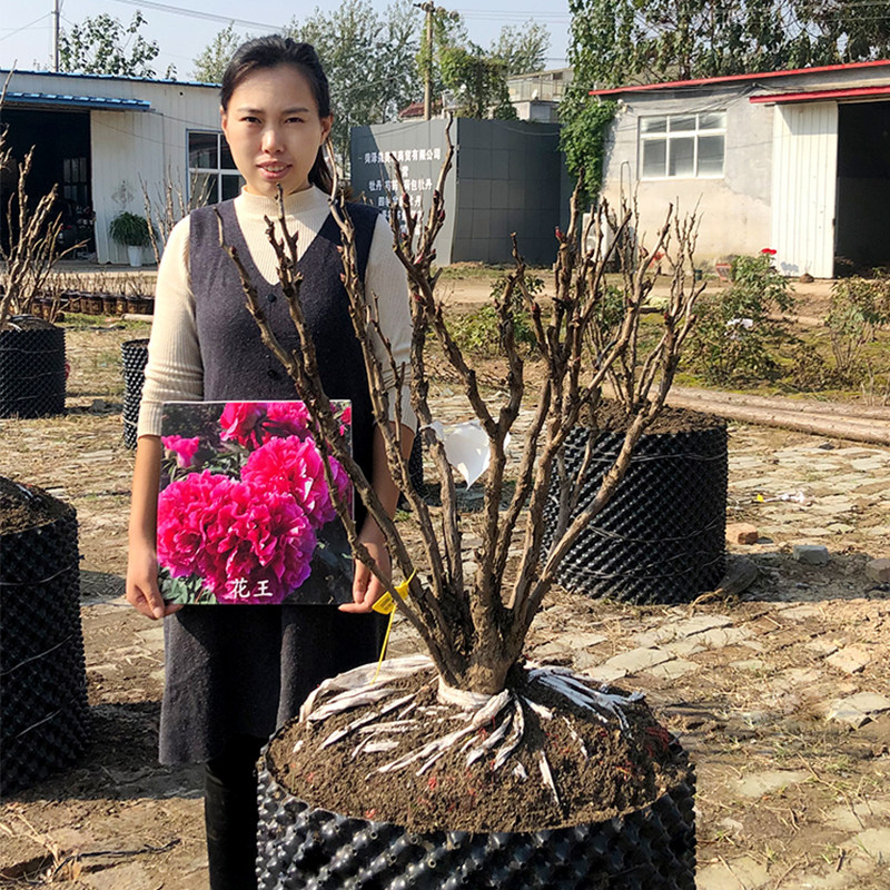 花王大棵牡丹花王丛生菏泽牡丹花苗大苗正宗观赏牡丹王花王牡丹树
