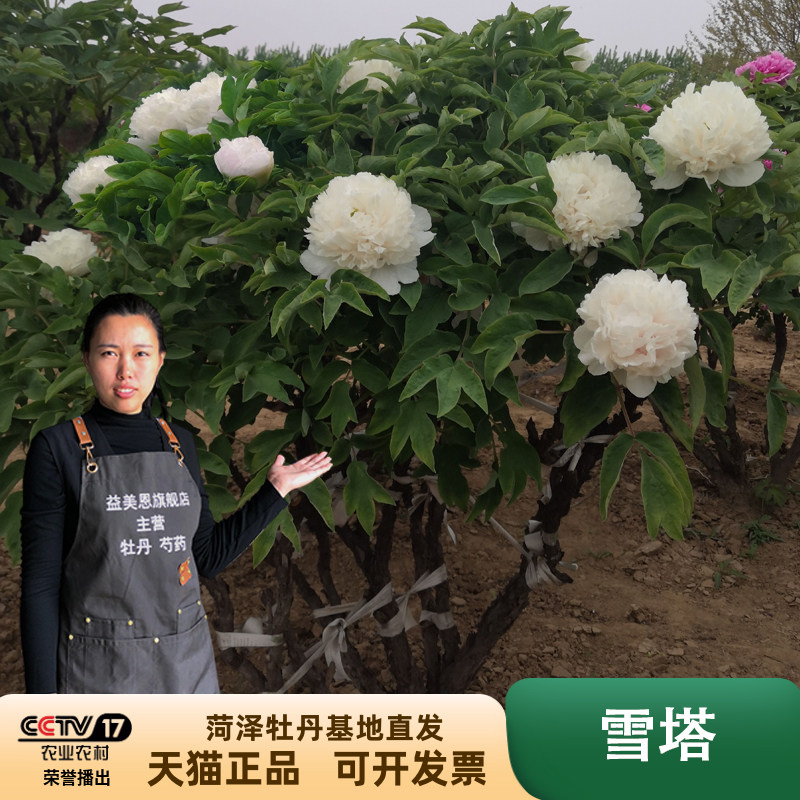 益美恩牡丹花树苗大苗菏泽正宗观赏重瓣雪塔牡丹古树老桩庭院绿植