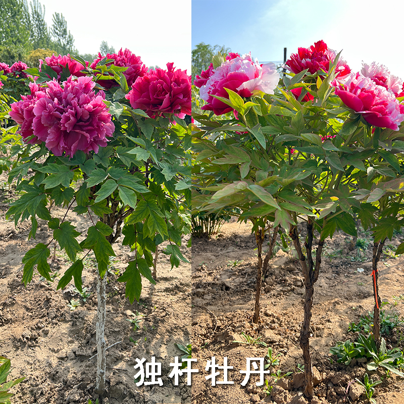益美恩牡丹独杆 花王 岛锦 绿色 黄冠 黑妞 秋天发货