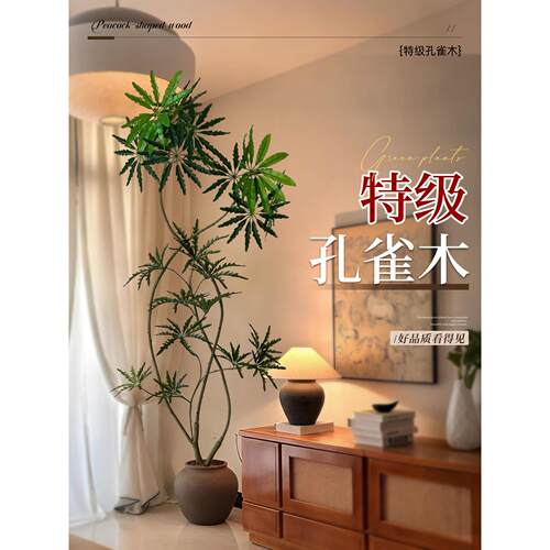 孔雀木客厅绿植大盆栽室内大型植物办公室高端大气上档次轻奢好养