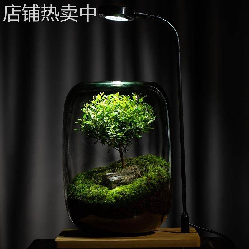 生命之树懒人养鱼苔藓微景观办公室盆栽宿舍植物桌面生态瓶真