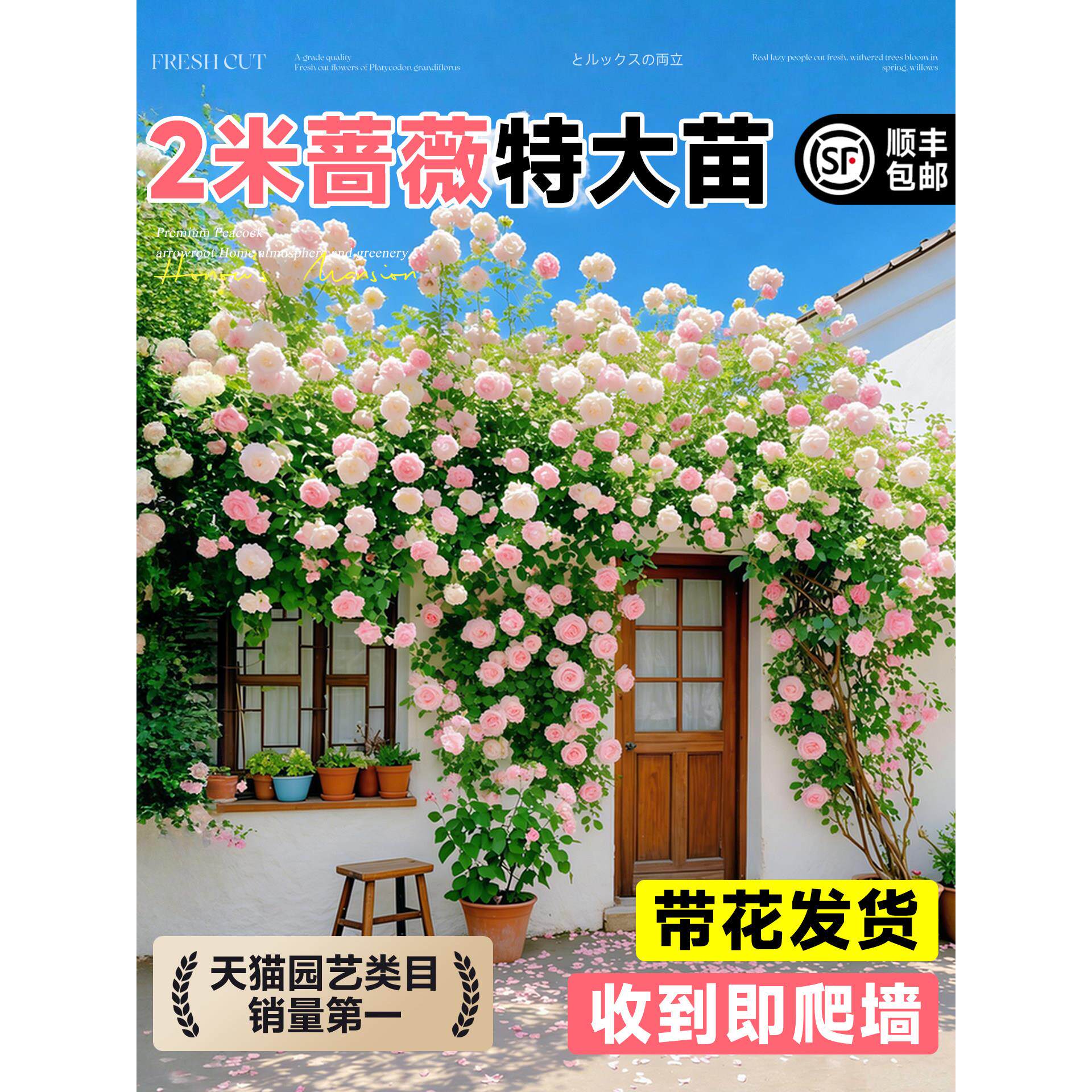 2米特大蔷薇花苗爬藤四季老桩庭院爬墙藤本月季花卉盆栽玫瑰开花