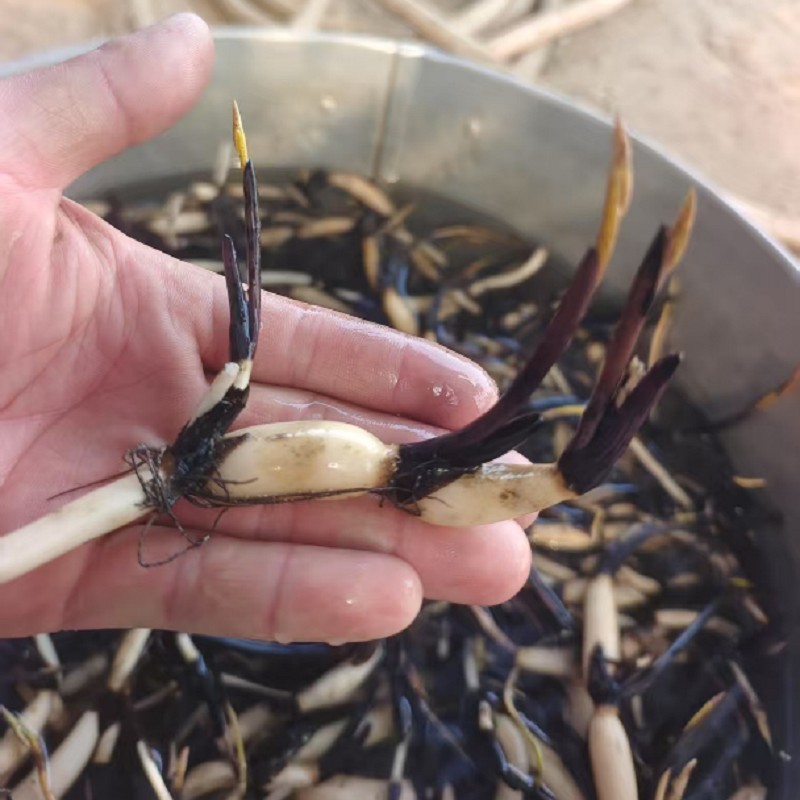 碗莲种藕微型迷你小荷花根茎带花芽苞藕鞭水生植物室内外花卉