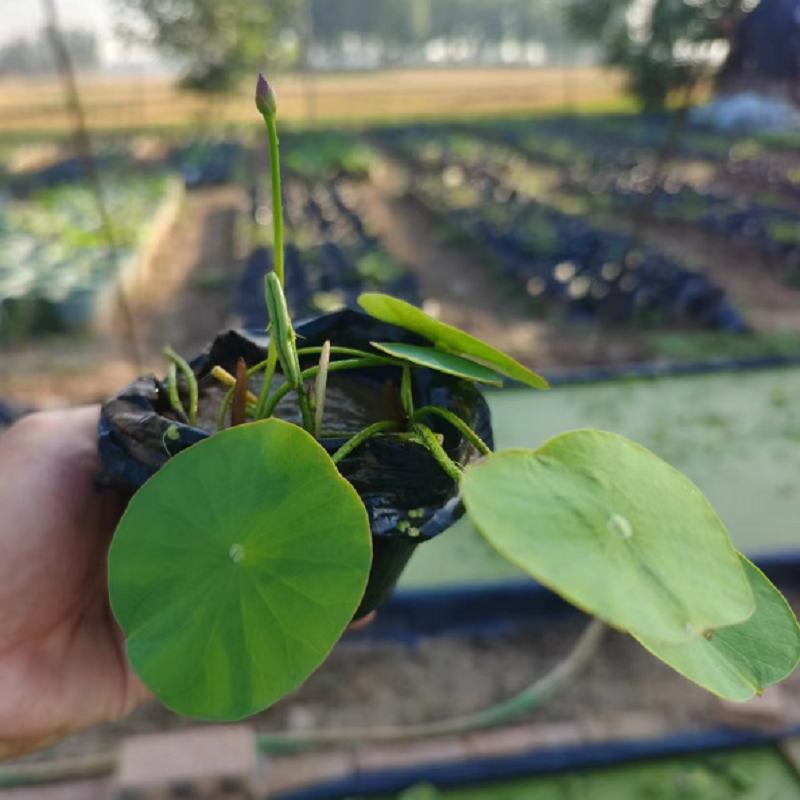 碗莲种藕根茎成品苗带花苞小型荷花迷你微型莲藕鞭苗水培植物盆栽