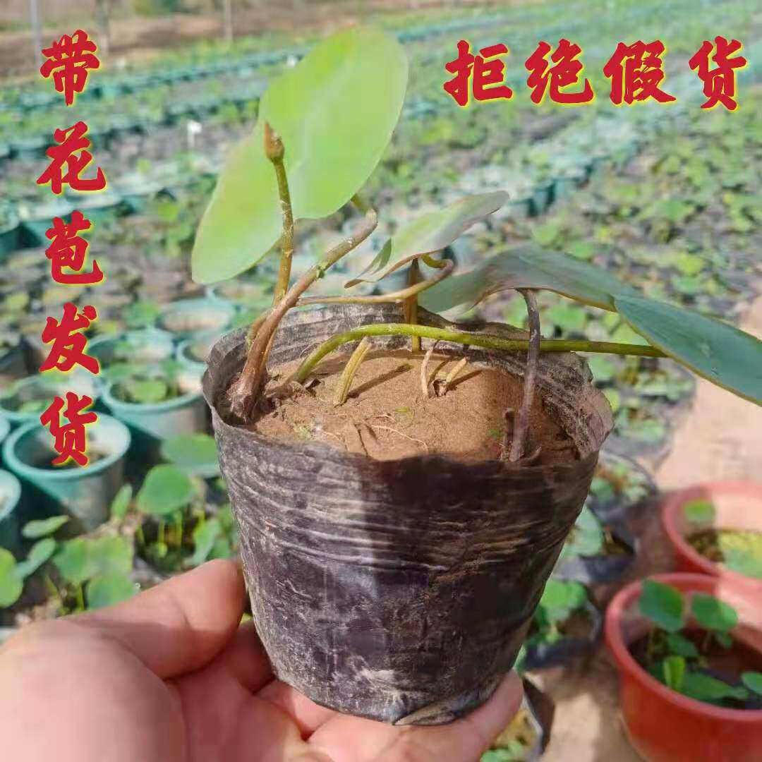 碗莲种藕根茎成品苗带花苞小型荷花迷你微型莲藕鞭苗水培植物盆栽