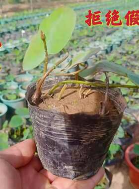 碗莲种藕根茎成品苗带花苞小型荷花迷你微型莲藕鞭苗水培植物盆栽