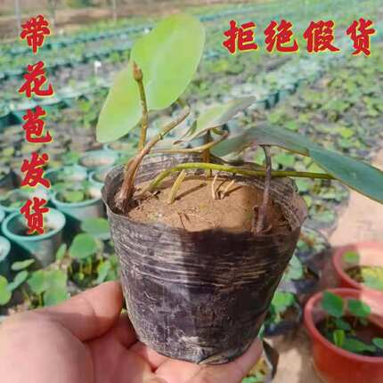 碗莲种藕根茎成品苗带花苞小型荷花迷你微型莲藕鞭苗水培植物盆栽