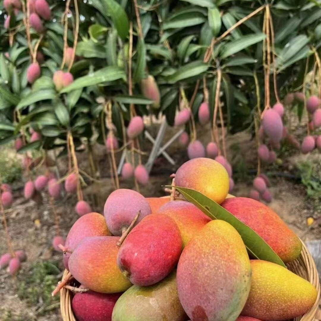 海南三亚树上熟贵妃芒果当季新鲜大果孕妇水果核小肉厚细腻九斤装