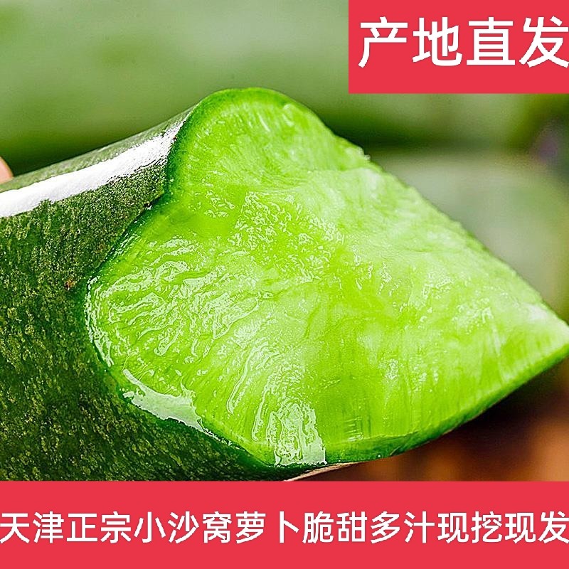 天津正宗沙窝萝卜天星2号应季水果萝卜甜脆即食当季新鲜礼盒9斤装