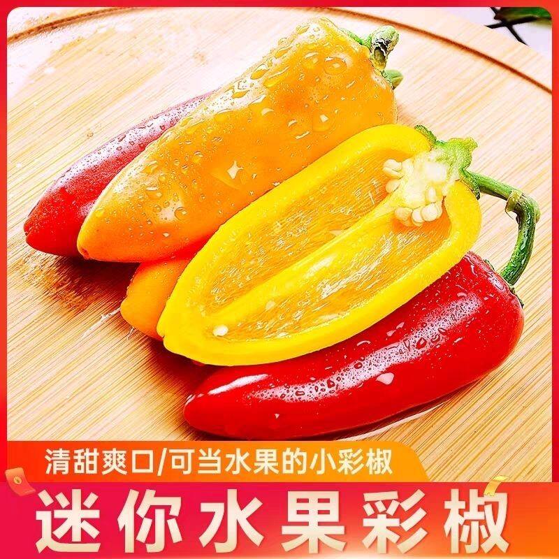 云南迷你水果彩椒新鲜现摘巧克力小甜椒头茬生吃脆甜沙拉顺丰包邮