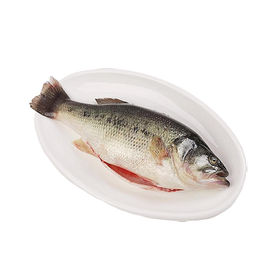 【现捕淡水鲈鱼】新鲜现杀微山湖