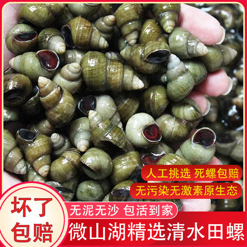 清水野生包活田螺无泥无沙5斤装
