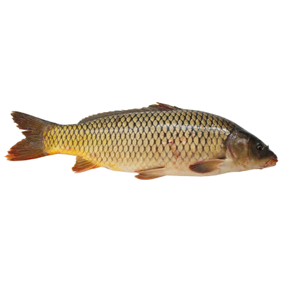 【原生态四鼻鲤鱼】新鲜微山湖