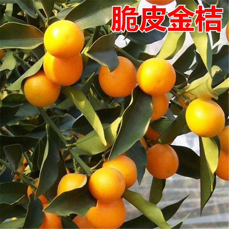 金桔树苗橘子苗多少钱 金桔树苗橘子苗优惠券免费领取 有条鱼