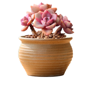 奇德简约粗陶透气陶土泥瓦素烧无釉老桩大码绿植桌面陶瓷多肉花盆