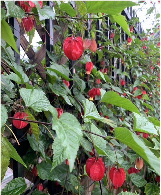 风铃花四季院里种植花庭院蔓藤植物阳台攀爬灯笼花爬藤红萼苘麻