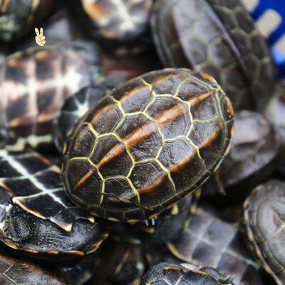 龟宠物外塘墨龟金线龟背甲6-9cm中华草龟乌龟活体龟
