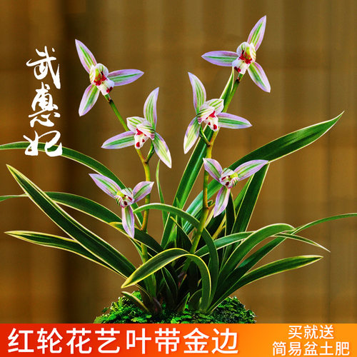 金边兰花四季兰浓香武蕙妃