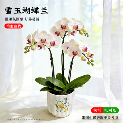 名贵原生蝴蝶兰盆栽兰花苗