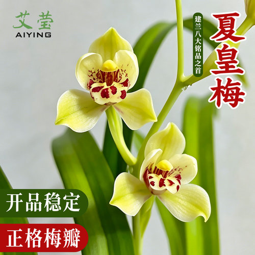 兰花苗夏皇梅建兰铭品四季兰梅瓣
