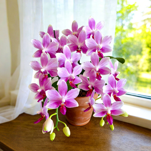 蝴蝶兰盆栽带花苞高档兰花苗