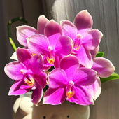 高档香奈儿蝴蝶兰盆栽兰花苗室内客厅桌面四季 开花好养活花卉绿植