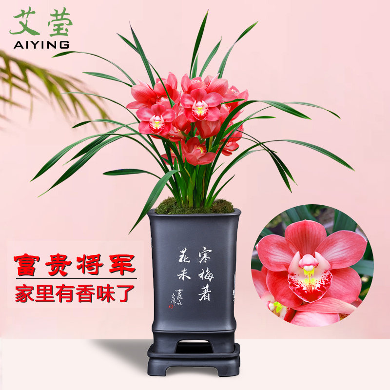 有香味兰花苗好养绿植盆栽