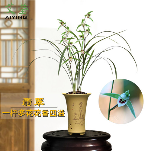 绿植翡翠客厅办公室盆栽好养花卉
