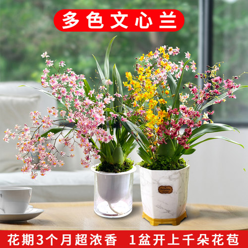 香水文心兰冬带花苞出售送水培盆