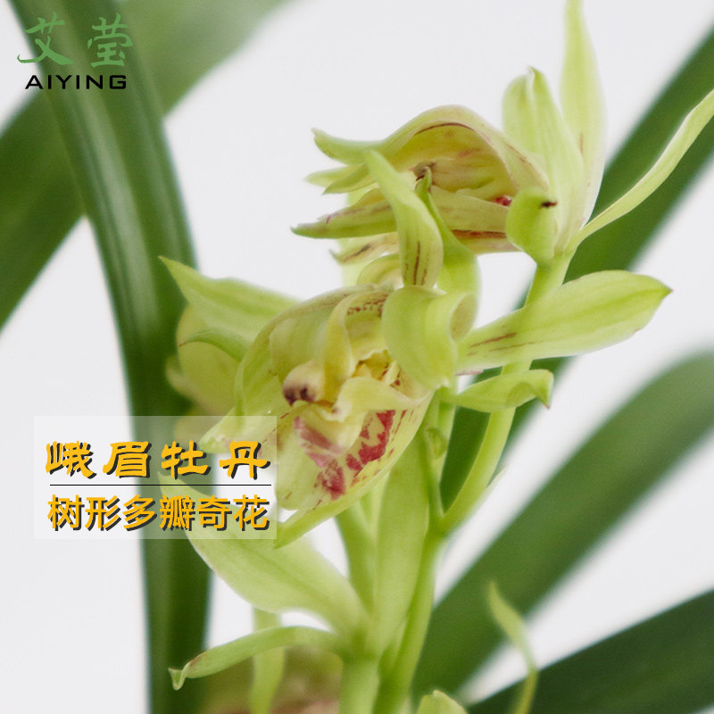 艾莹兰花苗 建兰奇花峨眉牡丹 现带花苞出售室内阳台好养花卉盆栽