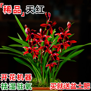 艾莹兰花苗盆栽 建兰天红 夏带花苞出售红素好养花卉四季室内好养