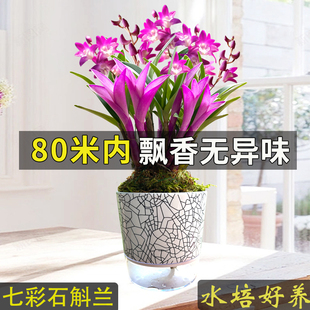 兰花苗七彩香水石斛兰花四季 好养绿植浓香型石斛改善睡眠净化空气