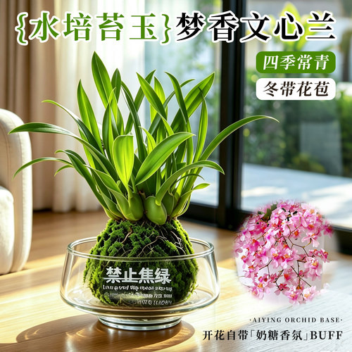4色水培植物梦香文心兰室内好养