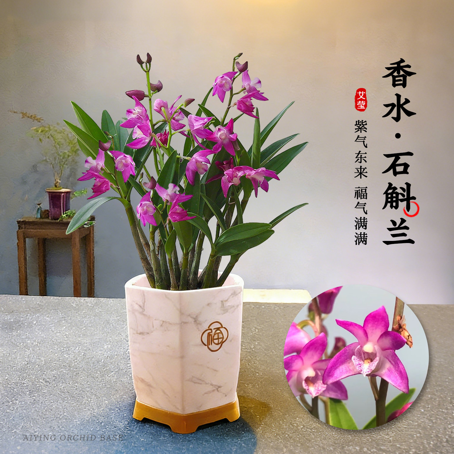 水培好养香水石斛兰带花苞盆栽 四季浓香花卉绿植适合懒人养的花