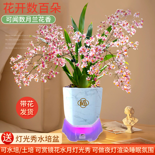 多色香水文心兰花苗梦香 现带超多花苞水培室内好养花卉盆栽绿植