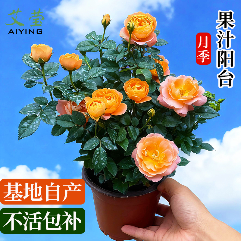 月季果汁阳台花卉绿植庭院盆栽