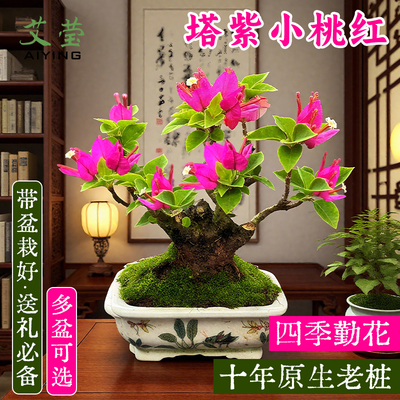 三角梅塔紫小桃红盆栽植物花卉苗