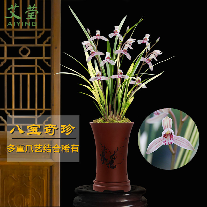 艾莹兰花苗 四季兰叶艺草八宝奇珍 夏带花苞出售室内花卉绿植盆栽