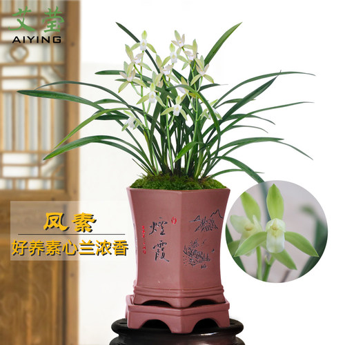 建兰有香味好养花卉实惠