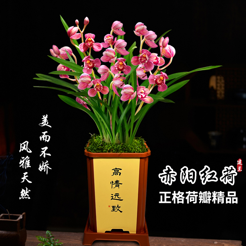 建兰赤阳红荷正格荷瓣带花苞