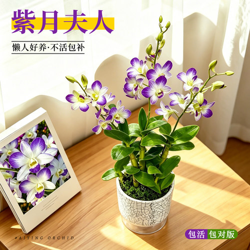 稀有秋石斛紫月贵夫人带花苞盆栽